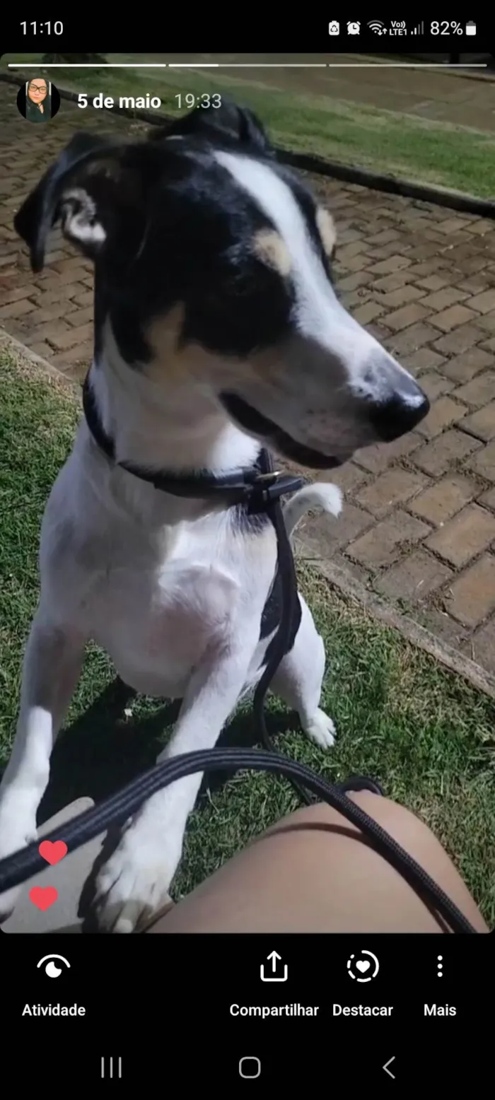 Cachorro ra a SRD-ViraLata idade 5 anos nome Marley