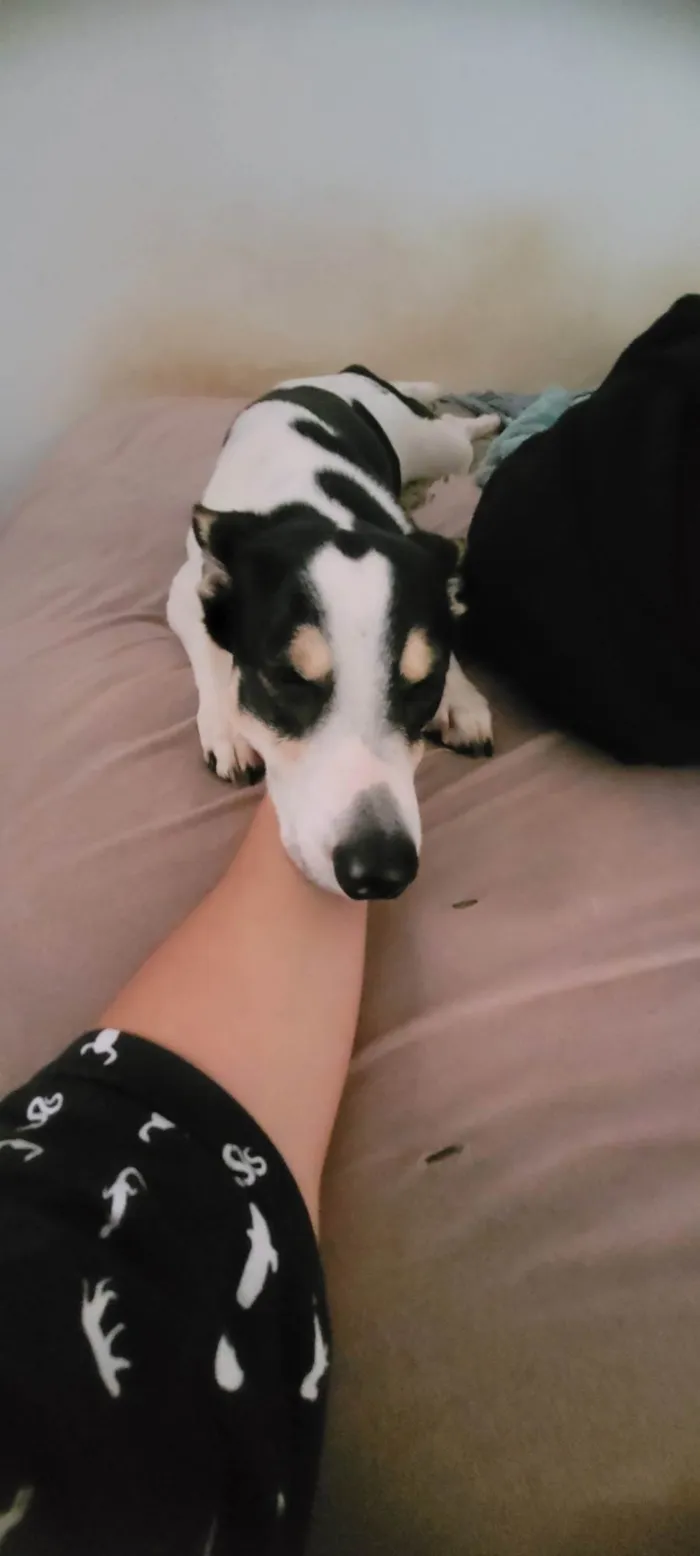 Cachorro ra a SRD-ViraLata idade 5 anos nome Marley