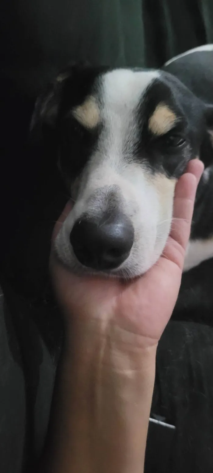 Cachorro ra a SRD-ViraLata idade 5 anos nome Marley