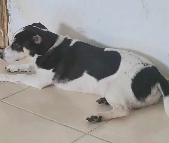 Cachorro ra a SRD-ViraLata idade 5 anos nome Marley