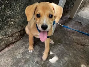 Cachorro raça SRD-ViraLata idade 2 a 6 meses nome Spike 
