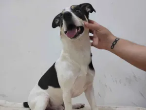 Cachorro raça SRD-ViraLata idade 5 anos nome Marley