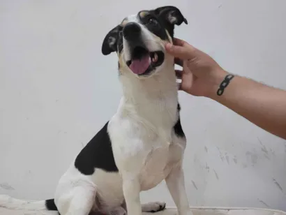 Cachorro raça SRD-ViraLata idade 5 anos nome Marley