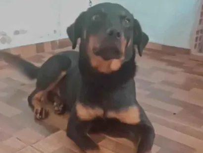 Cachorro raça Rottweiler idade 2 a 6 meses nome Laicy