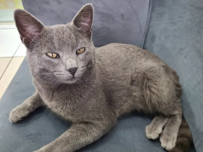 Gato ra a SRD-ViraLata idade 3 anos nome João das Neves
