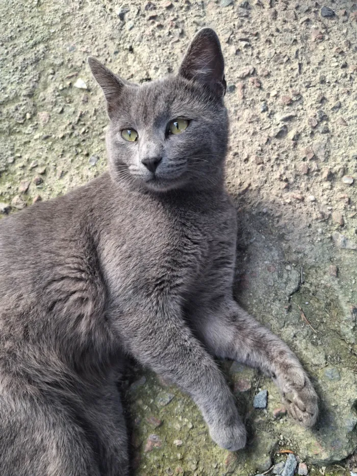 Gato ra a SRD-ViraLata idade 3 anos nome João das Neves