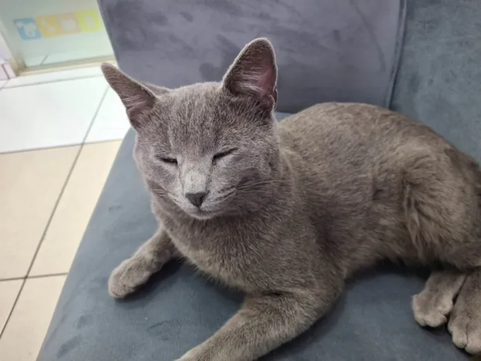 Gato ra a SRD-ViraLata idade 3 anos nome João das Neves
