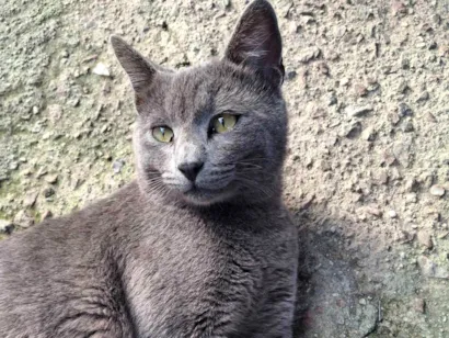 Gato raça SRD-ViraLata idade 3 anos nome João das Neves