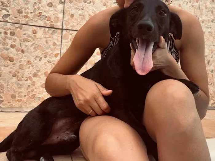 Cachorro ra a SRD-ViraLata idade 2 anos nome Bobby