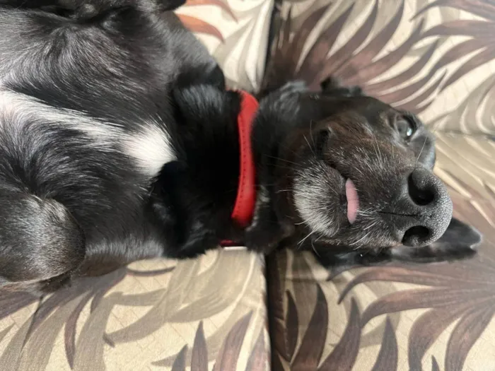 Cachorro ra a SRD-ViraLata idade 2 anos nome Bobby