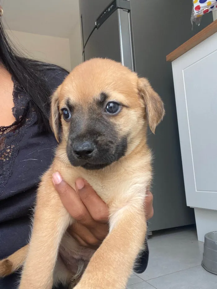 Cachorro ra a SRD-ViraLata idade Abaixo de 2 meses nome Filhote 01