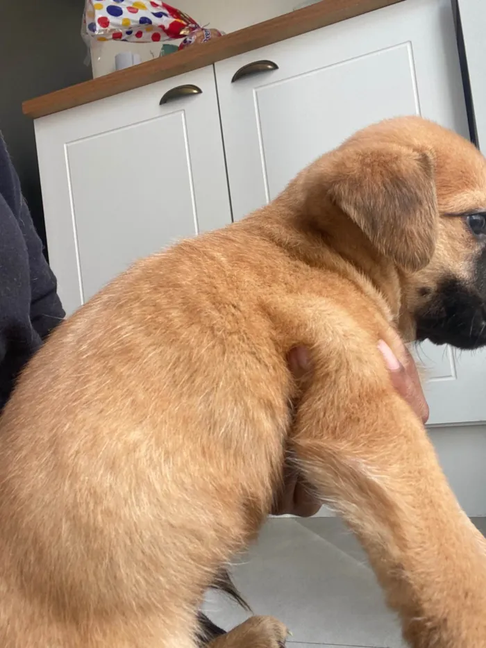 Cachorro ra a SRD-ViraLata idade Abaixo de 2 meses nome Filhote 01