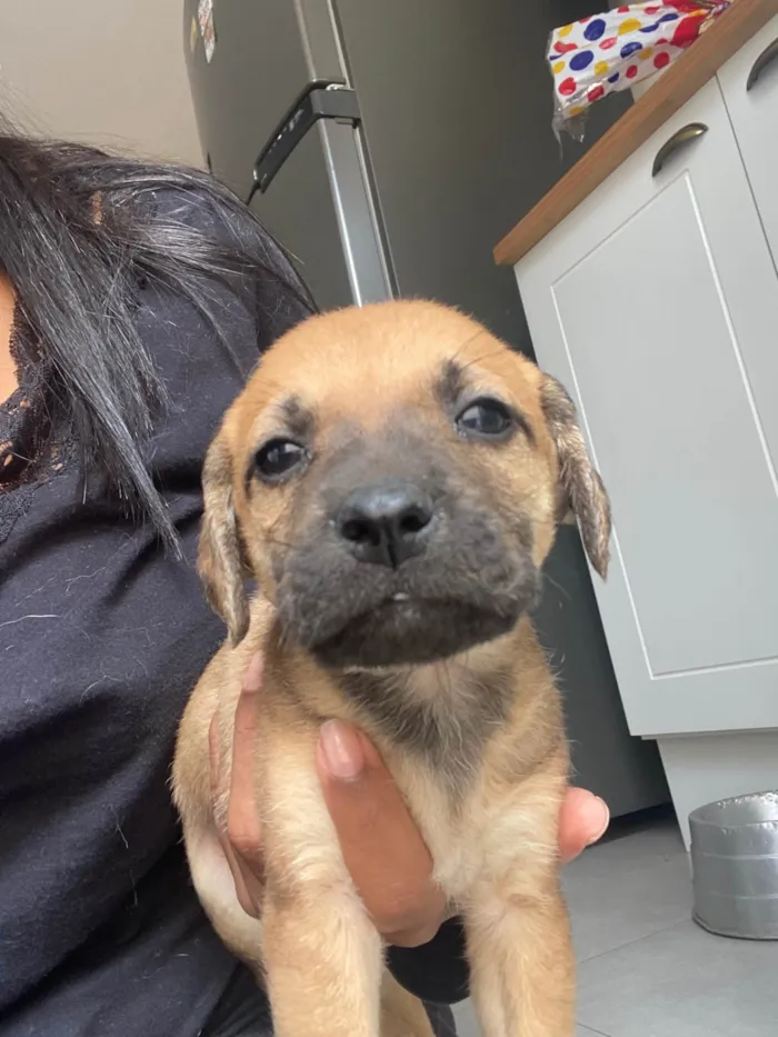 Cachorro ra a SRD-ViraLata idade Abaixo de 2 meses nome Filhote 01