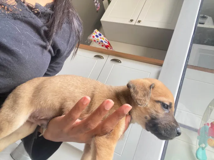 Cachorro ra a SRD-ViraLata idade Abaixo de 2 meses nome Filhote 01