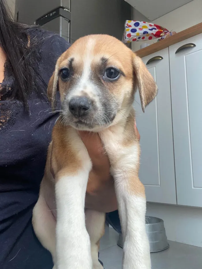 Cachorro ra a SRD-ViraLata idade Abaixo de 2 meses nome Filhote 01