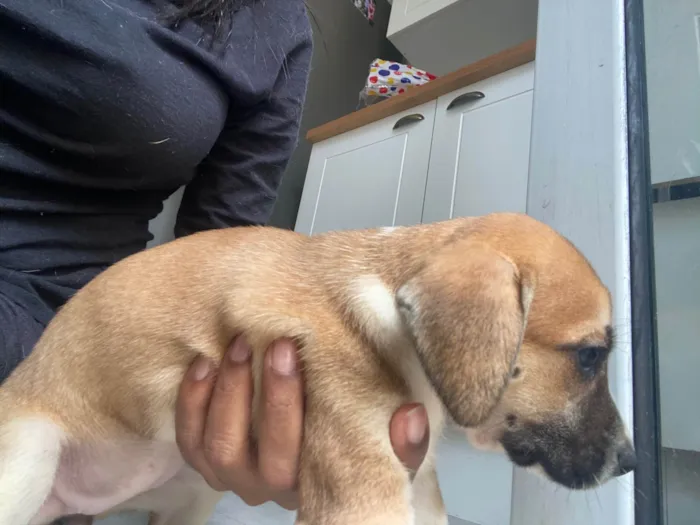 Cachorro ra a SRD-ViraLata idade Abaixo de 2 meses nome Filhote 01