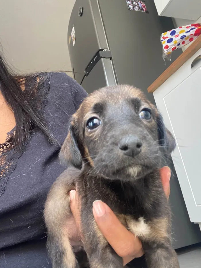 Cachorro ra a SRD-ViraLata idade Abaixo de 2 meses nome Filhote 01