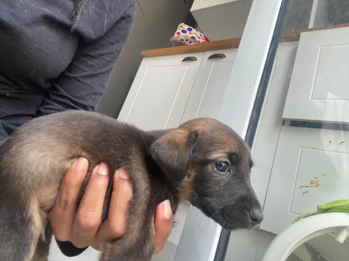 Cachorro ra a SRD-ViraLata idade Abaixo de 2 meses nome Filhote 01