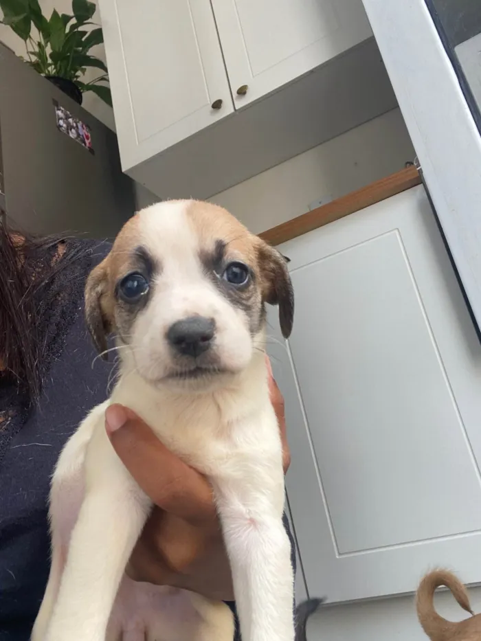 Cachorro ra a SRD-ViraLata idade Abaixo de 2 meses nome Filhote 01
