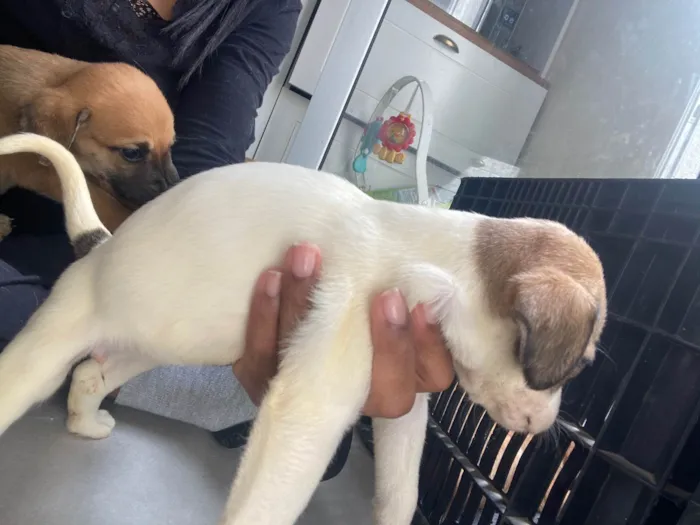 Cachorro ra a SRD-ViraLata idade Abaixo de 2 meses nome Filhote 01