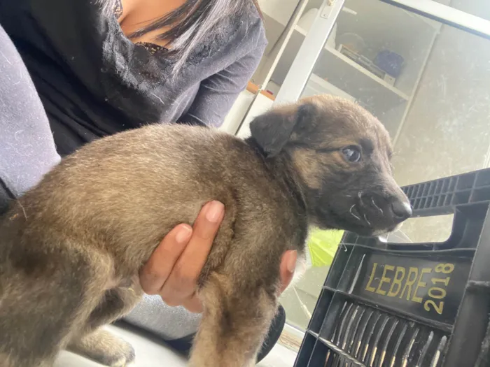 Cachorro ra a SRD-ViraLata idade Abaixo de 2 meses nome Filhote 01