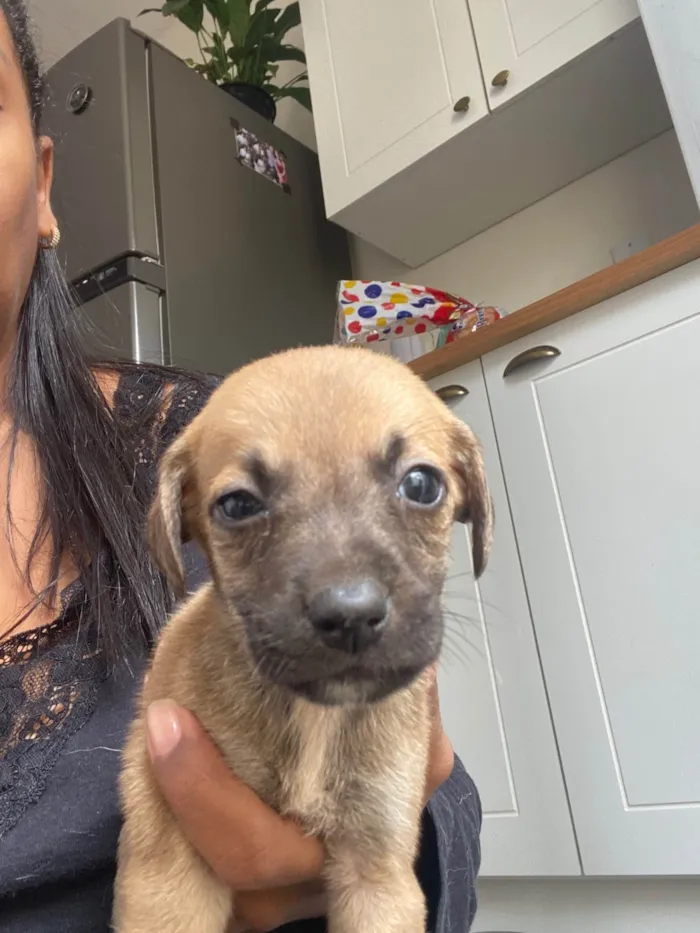 Cachorro ra a SRD-ViraLata idade Abaixo de 2 meses nome Filhote 01