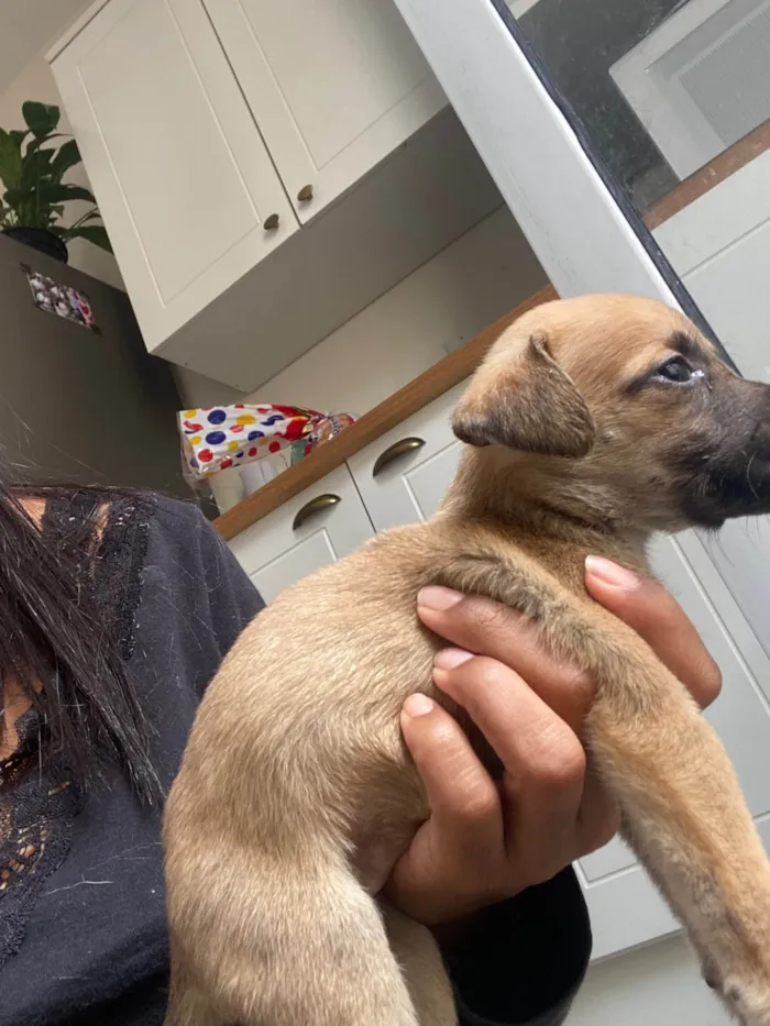 Cachorro ra a SRD-ViraLata idade Abaixo de 2 meses nome Filhote 01