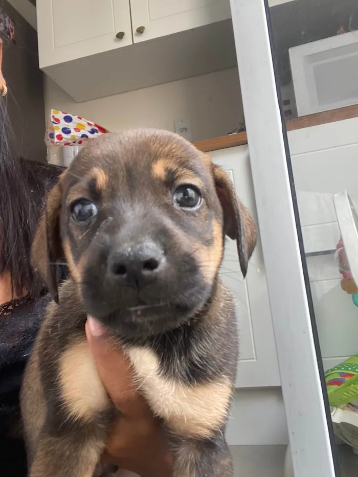 Cachorro ra a SRD-ViraLata idade Abaixo de 2 meses nome Filhote 01