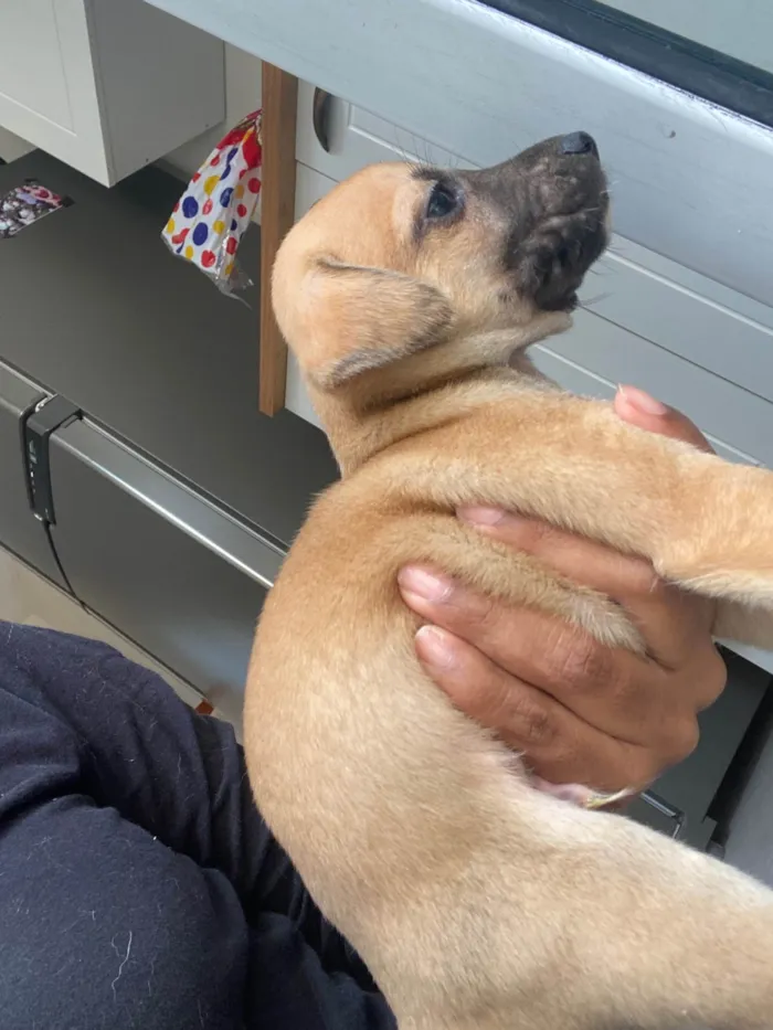 Cachorro ra a SRD-ViraLata idade Abaixo de 2 meses nome Filhote 01
