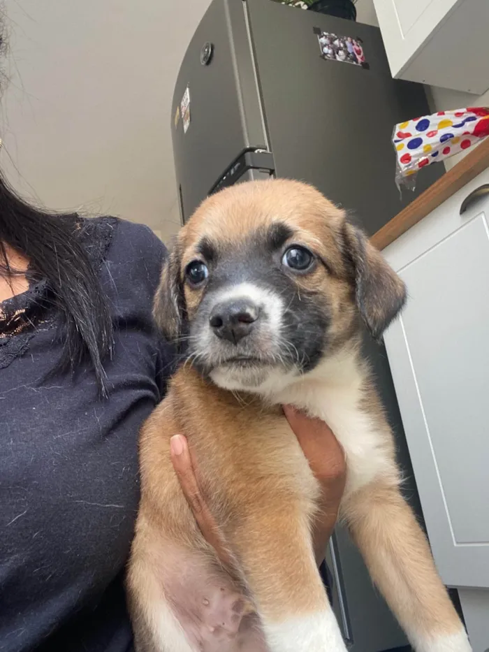 Cachorro ra a SRD-ViraLata idade Abaixo de 2 meses nome Filhote 01