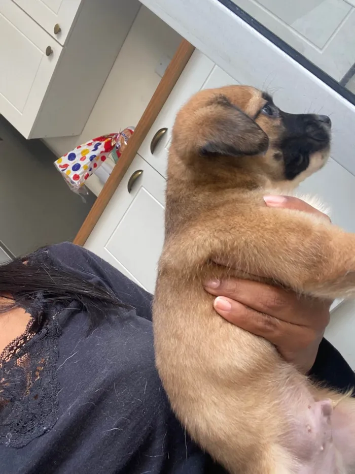 Cachorro ra a SRD-ViraLata idade Abaixo de 2 meses nome Filhote 01