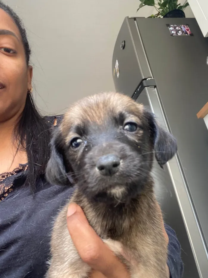 Cachorro ra a SRD-ViraLata idade Abaixo de 2 meses nome Filhote 01