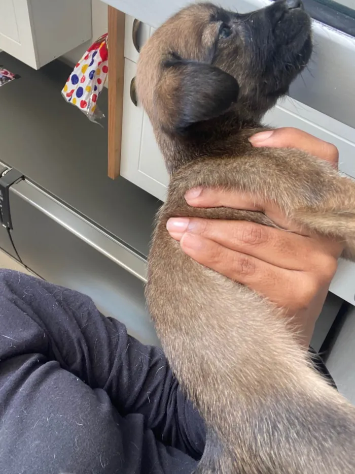 Cachorro ra a SRD-ViraLata idade Abaixo de 2 meses nome Filhote 01