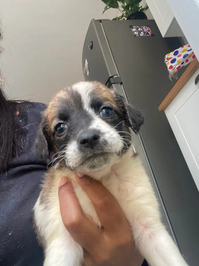 Cachorro ra a SRD-ViraLata idade Abaixo de 2 meses nome Filhote 01