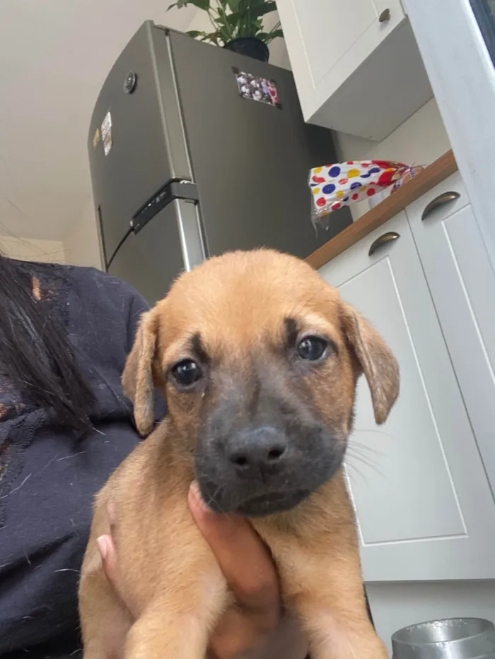 Cachorro ra a SRD-ViraLata idade Abaixo de 2 meses nome Filhote 01