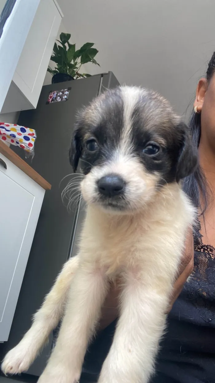Cachorro ra a SRD-ViraLata idade Abaixo de 2 meses nome Filhote 01