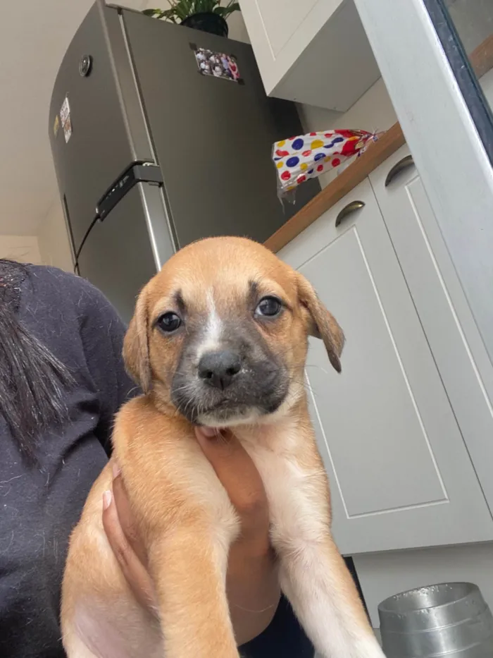 Cachorro ra a SRD-ViraLata idade Abaixo de 2 meses nome Filhote 01