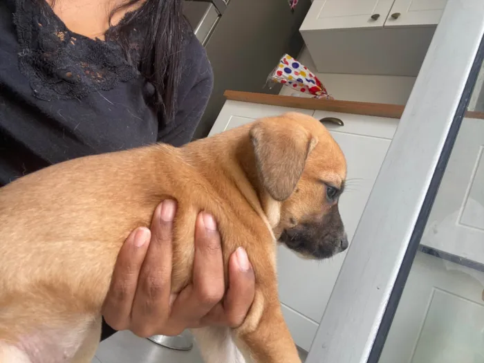 Cachorro ra a SRD-ViraLata idade Abaixo de 2 meses nome Filhote 01