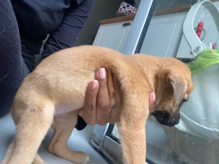 Cachorro ra a SRD-ViraLata idade Abaixo de 2 meses nome Filhote 01