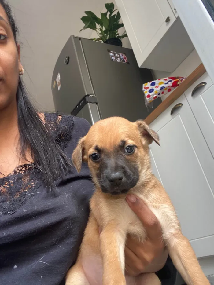 Cachorro ra a SRD-ViraLata idade Abaixo de 2 meses nome Filhote 01
