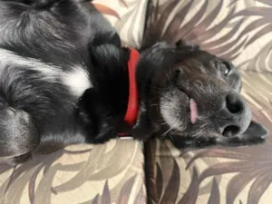Cachorro raça SRD-ViraLata idade 2 anos nome Bobby