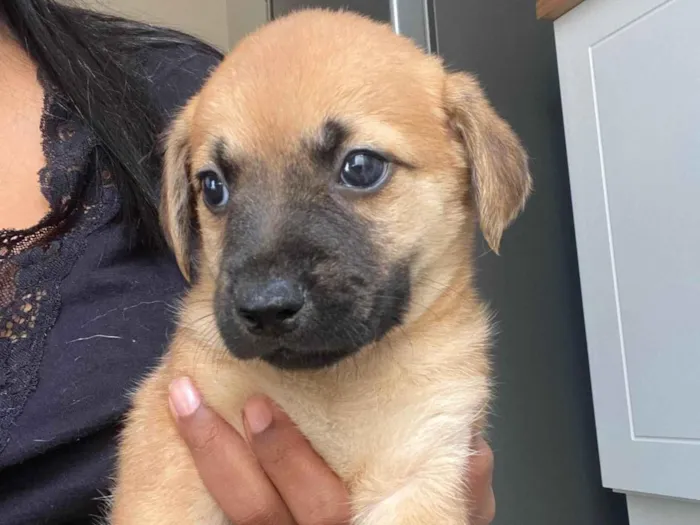 Cachorro ra a SRD-ViraLata idade Abaixo de 2 meses nome Filhote 01