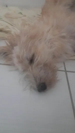 Gato raça Exótico idade 3 anos nome Lara Sousa da Silva 