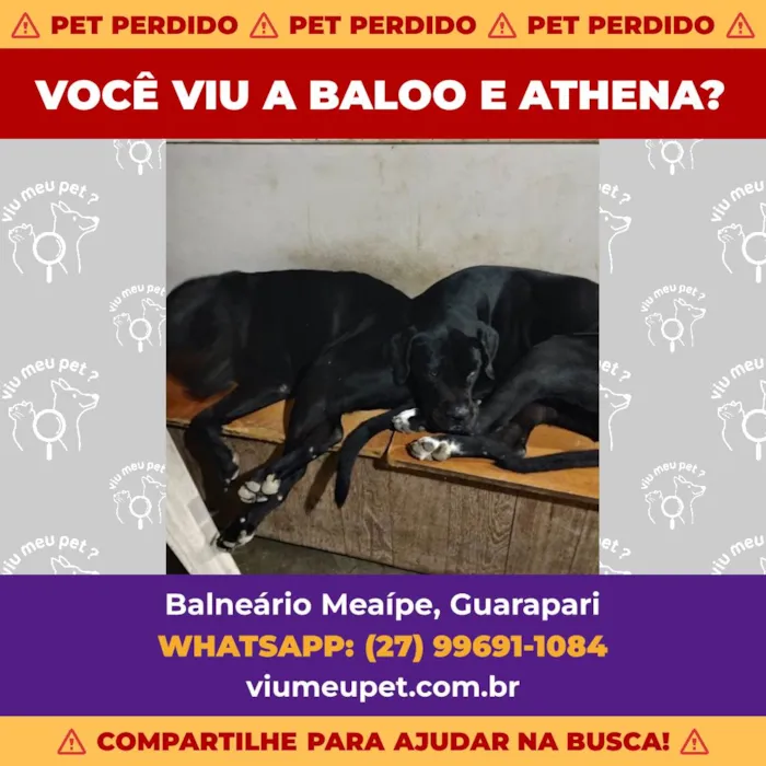 Gato ra a Exótico idade 4 anos nome Baloo Athena 
