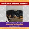 Baloo Athena