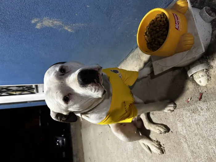 Cachorro ra a Pit-Bull idade 2 anos nome Joy