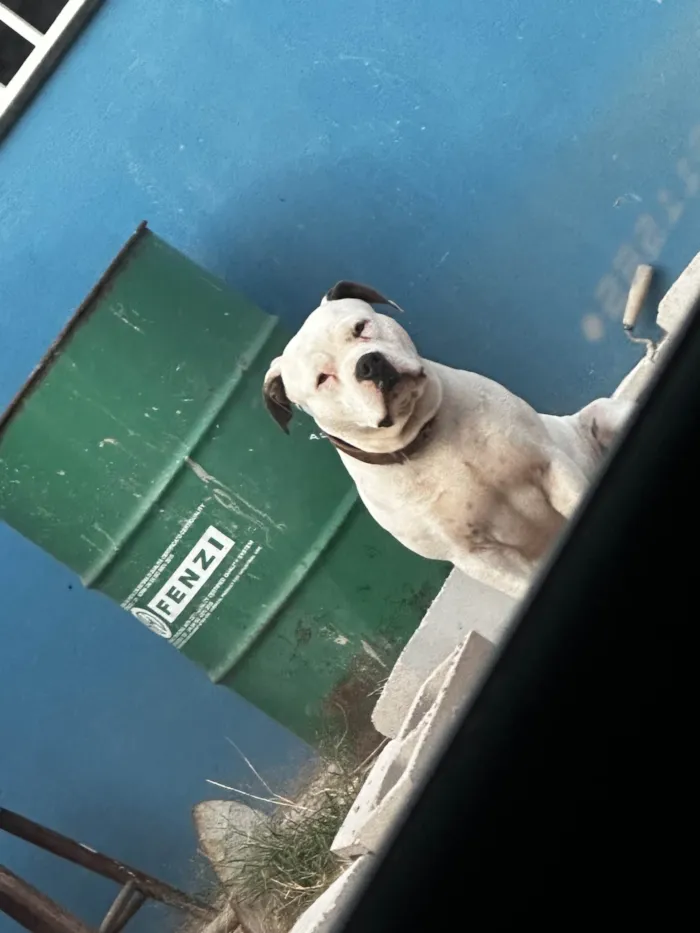 Cachorro ra a Pit-Bull idade 2 anos nome Joy