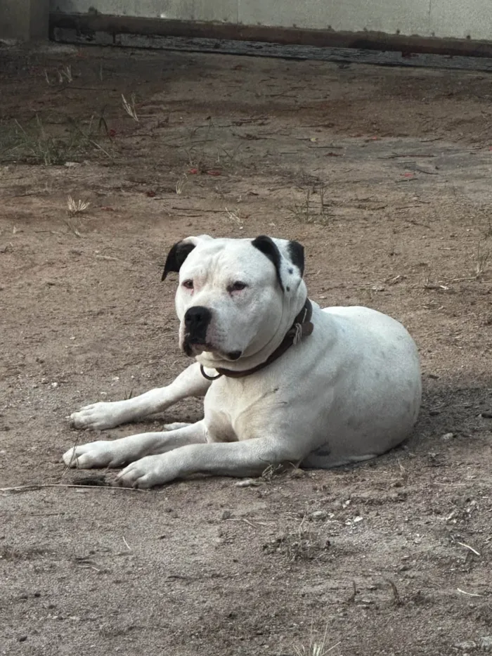 Cachorro ra a Pit-Bull idade 2 anos nome Joy