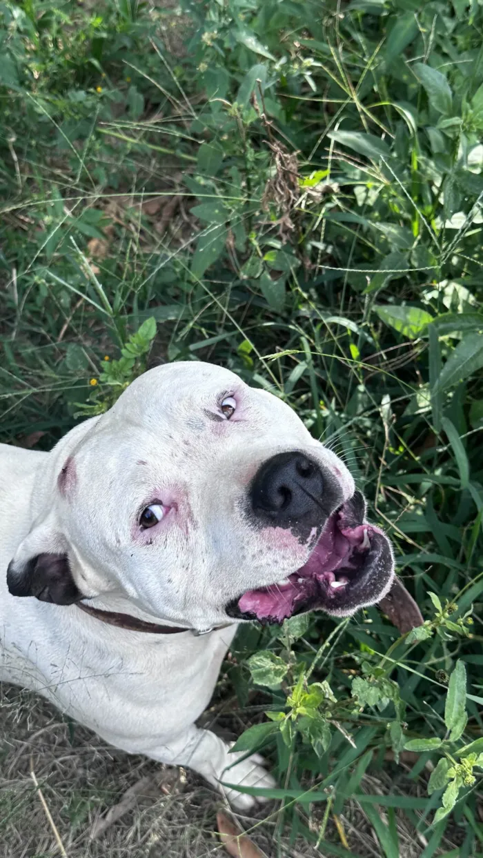 Cachorro ra a Pit-Bull idade 2 anos nome Joy