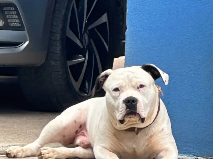 Cachorro ra a Pit-Bull idade 2 anos nome Joy
